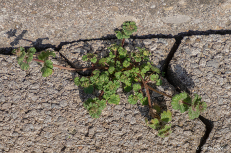 A First Sign of Spring in the City