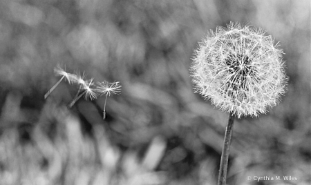 Make a Wish 