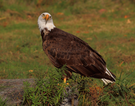 Eagle Look