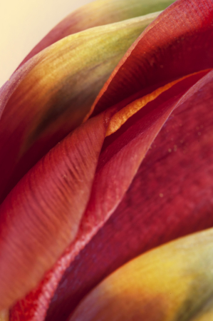 Tulip Petals