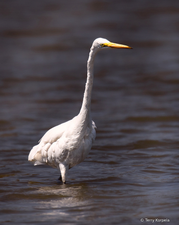 Great Egret