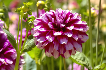 Hey There Dahlia