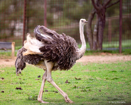 Ostrich 