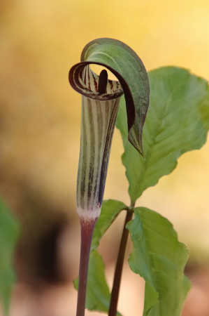 Jack-in-the-pulpit