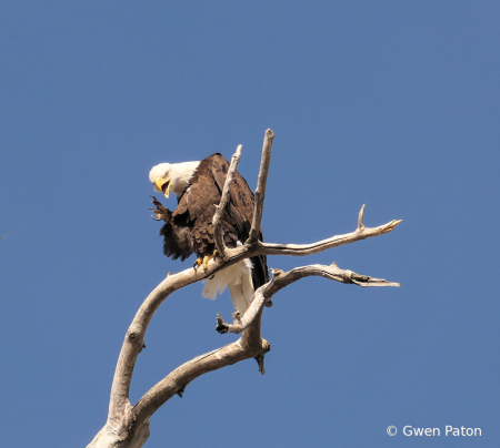 Eagle Pruning