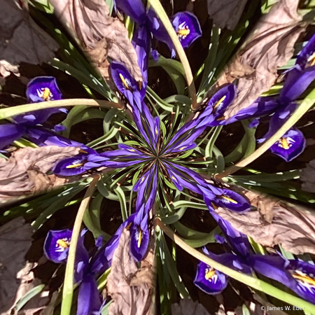 Iris swirled