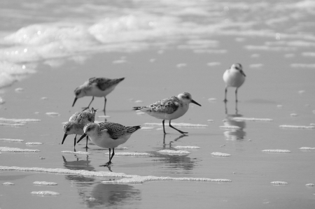 Sanderlings