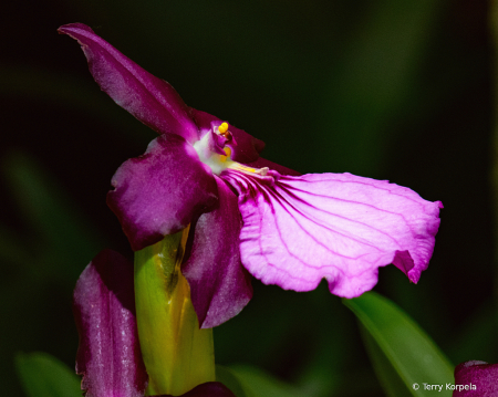 State Botanical Garden of Georgia