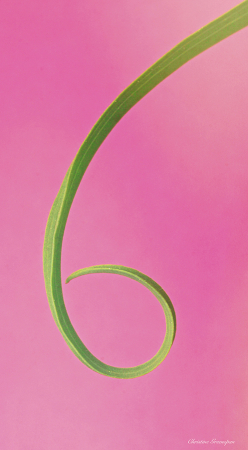 Curved Stem