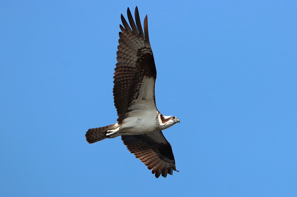 Osprey