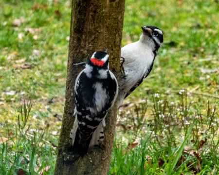 The Downy Couple