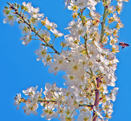 Bloom and Bee.