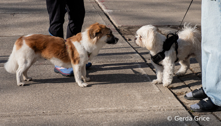Making Friends