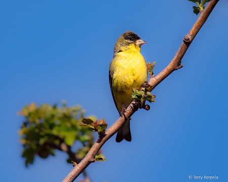 Lesser Goldfinch (male)