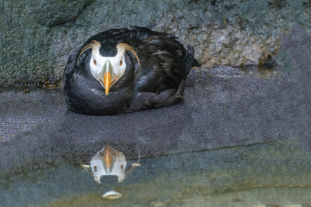 Puffin Posing