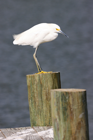 Snowy Egret