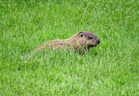 Groundhog