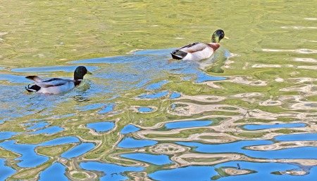 Ducks  on the move.