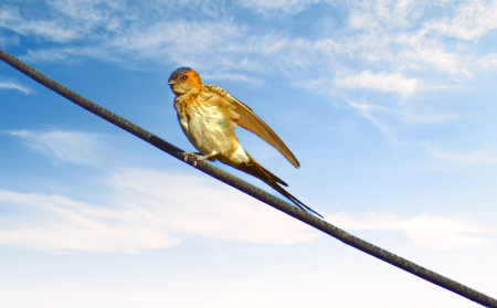 Swallow.