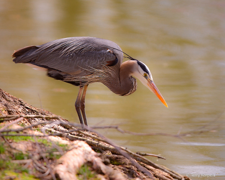 Great Blue Heron