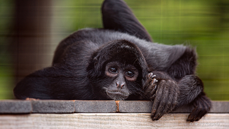 Spider Monkey