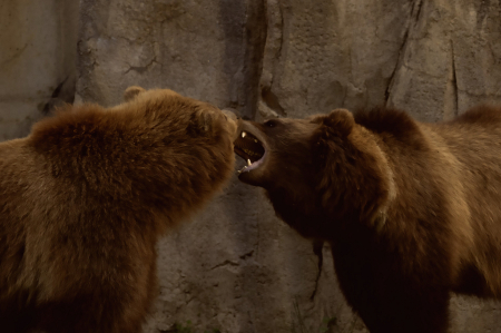Alaskan Brown Bears