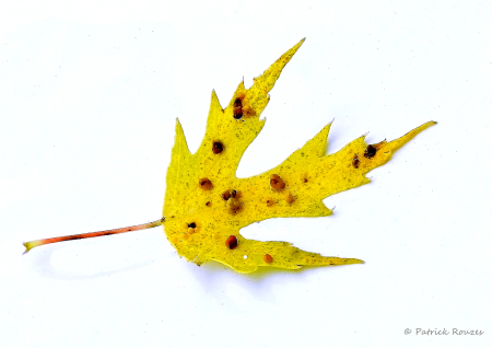 Leaf on A White Car