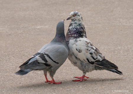 Courting Pigeons in My Neighbourhood Square