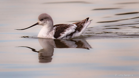 American Avocet