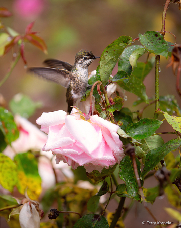 Anna's Hummingbird