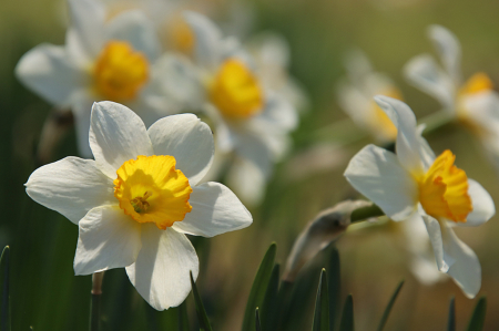Coming Up Spring