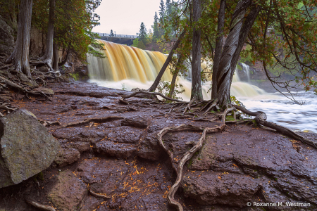 Cedar tree roots and Waterfall Gooseberry sta