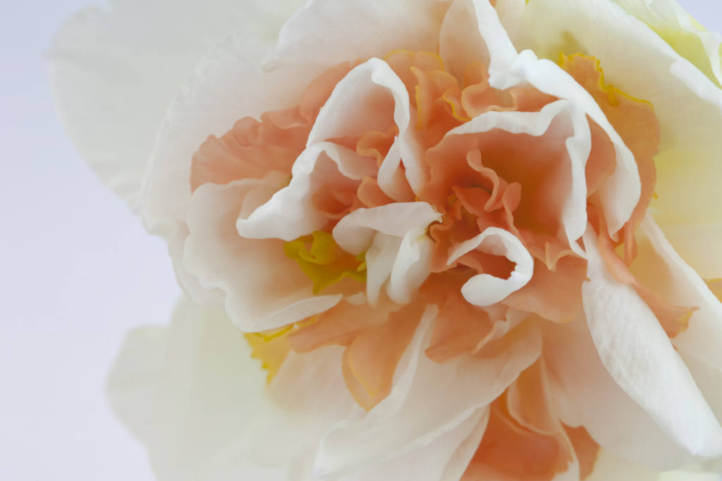 Daffodil Portrait
