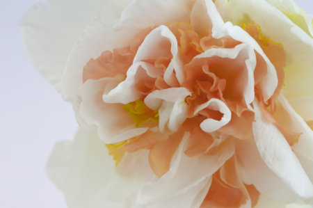 Daffodil Portrait