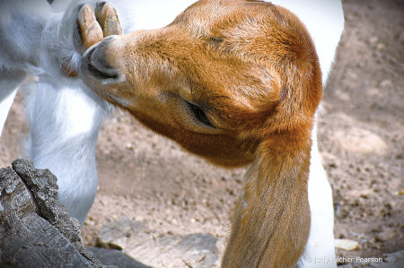trying to clean a cloven hoof.....