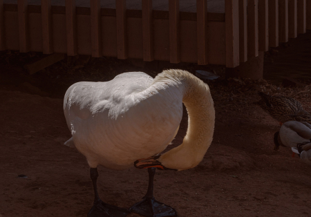 Swan, an unusual pose