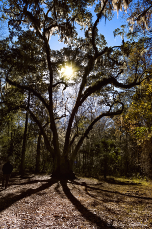 Shadows and Light