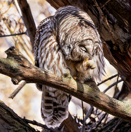 Barred Owl Preening