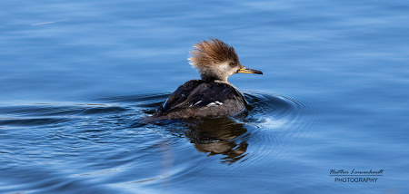 Female Merganser