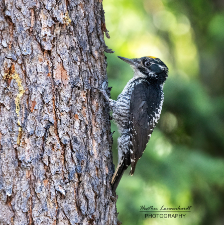 American Three-Toed Woodpecker.jpg