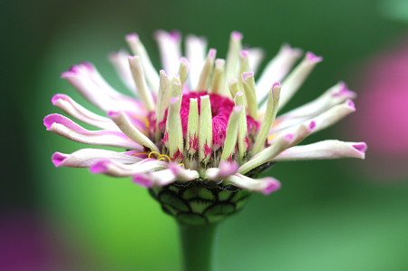 Zinnia