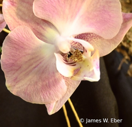 Pink Detail