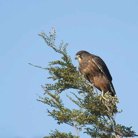 New Zealand falcon
