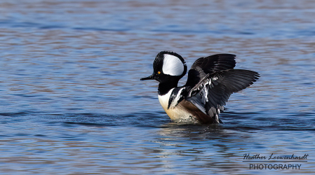 Hooded Merganser