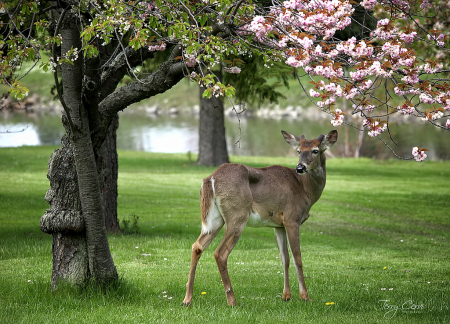 Posing With the Cherry Blossoms