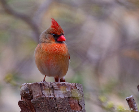 Northern Cardinal (Female)
