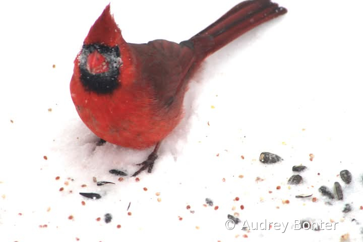 A snootful of snow 