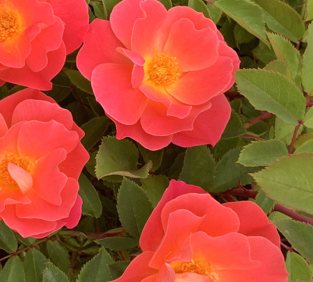 4 roses