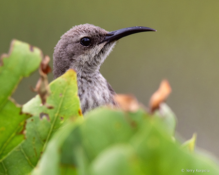 Splendid Sunbird (Female)