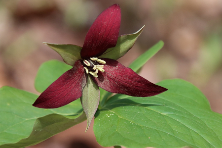 Trillium